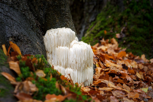 Could Lions Mane Be The Brain Booster You Have Been Looking For?